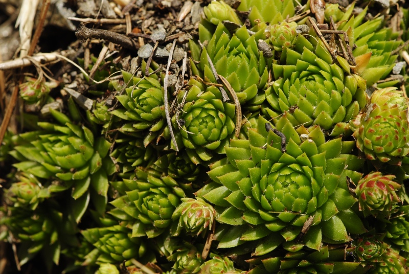 globiferum ssp. arenarium from Gebreite