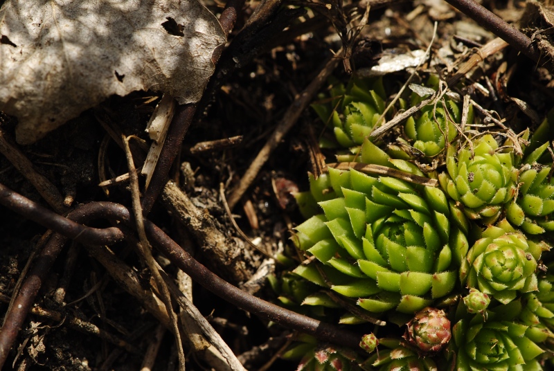 globiferum ssp. arenarium from Gebreite