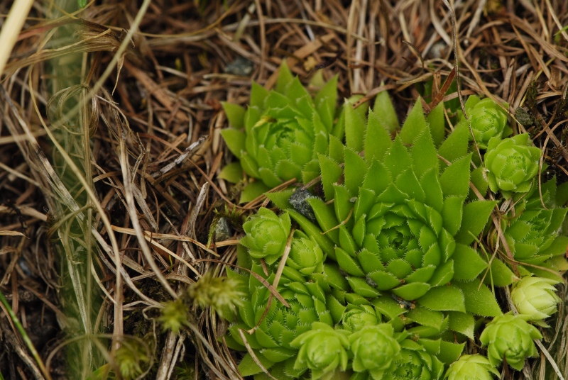 globiferum ssp. arenarium from Panzendorf, unter der Burg Heinfels