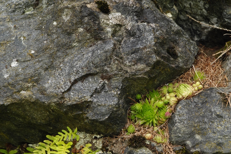 globiferum ssp. arenarium from Panzendorf, unter der Burg Heinfels