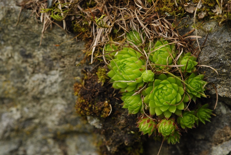 globiferum ssp. arenarium from Panzendorf, unter der Burg Heinfels