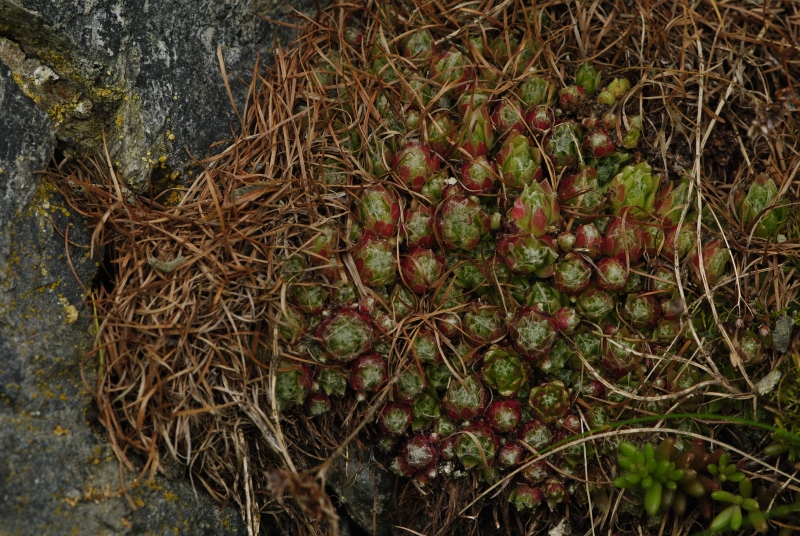 arachnoideum from Panzendorf, unter der Burg Heinfels