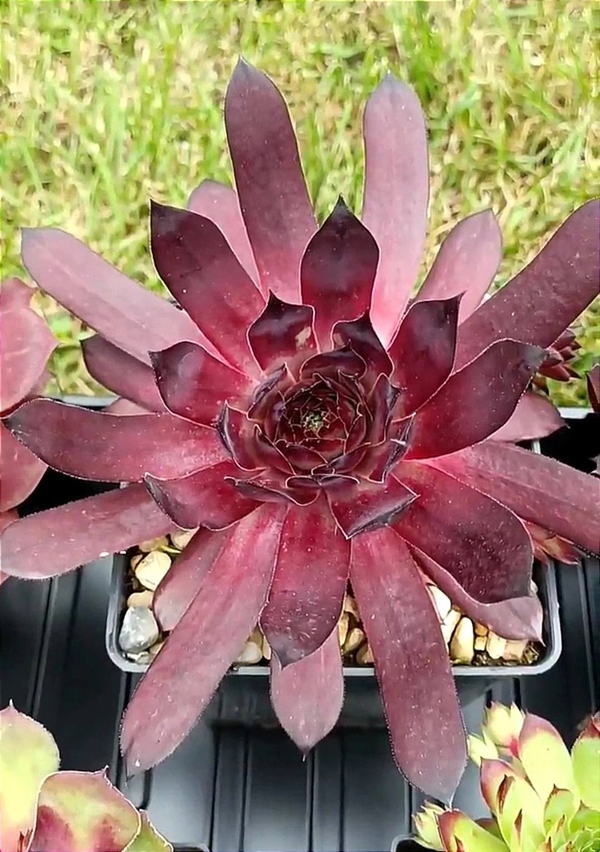 Ink spot (NNG25)