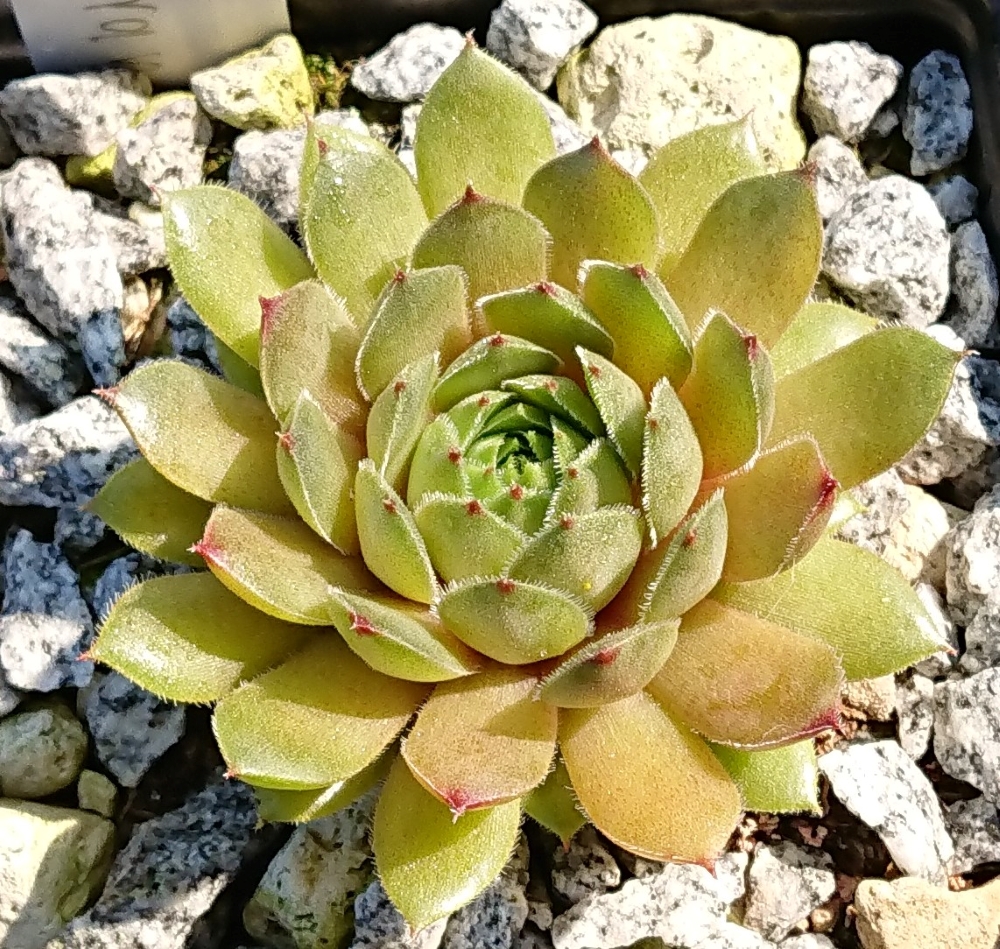 Karamell