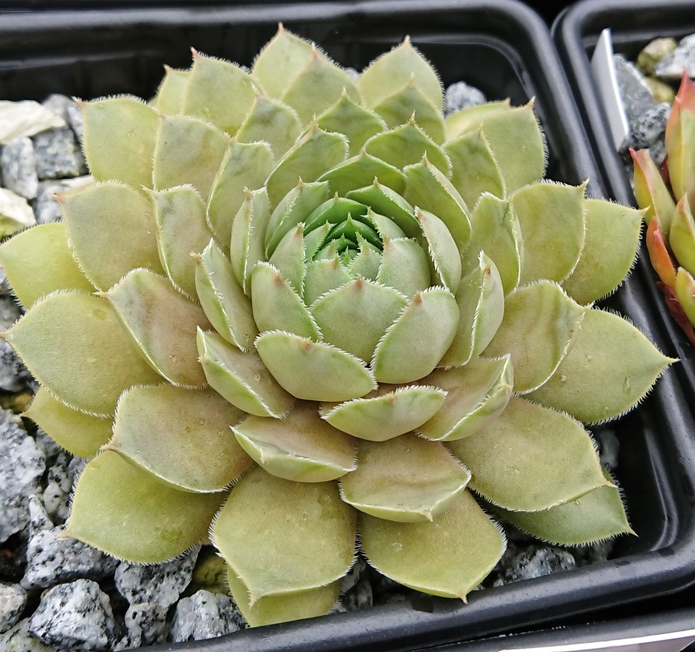 Karamell