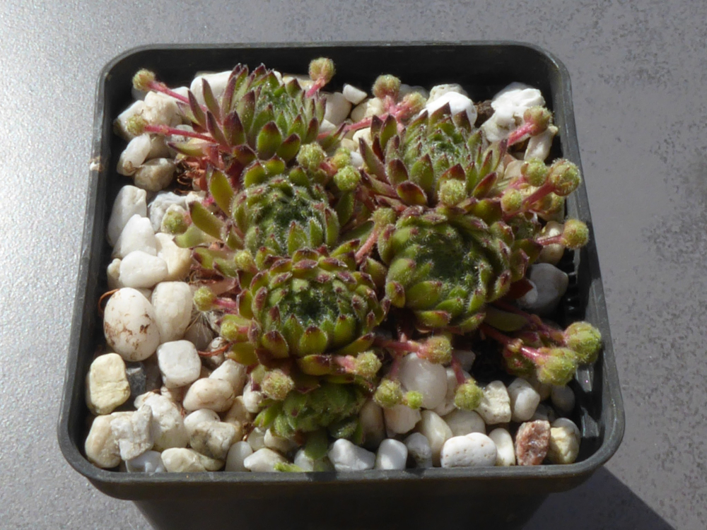 Kuschelmaus