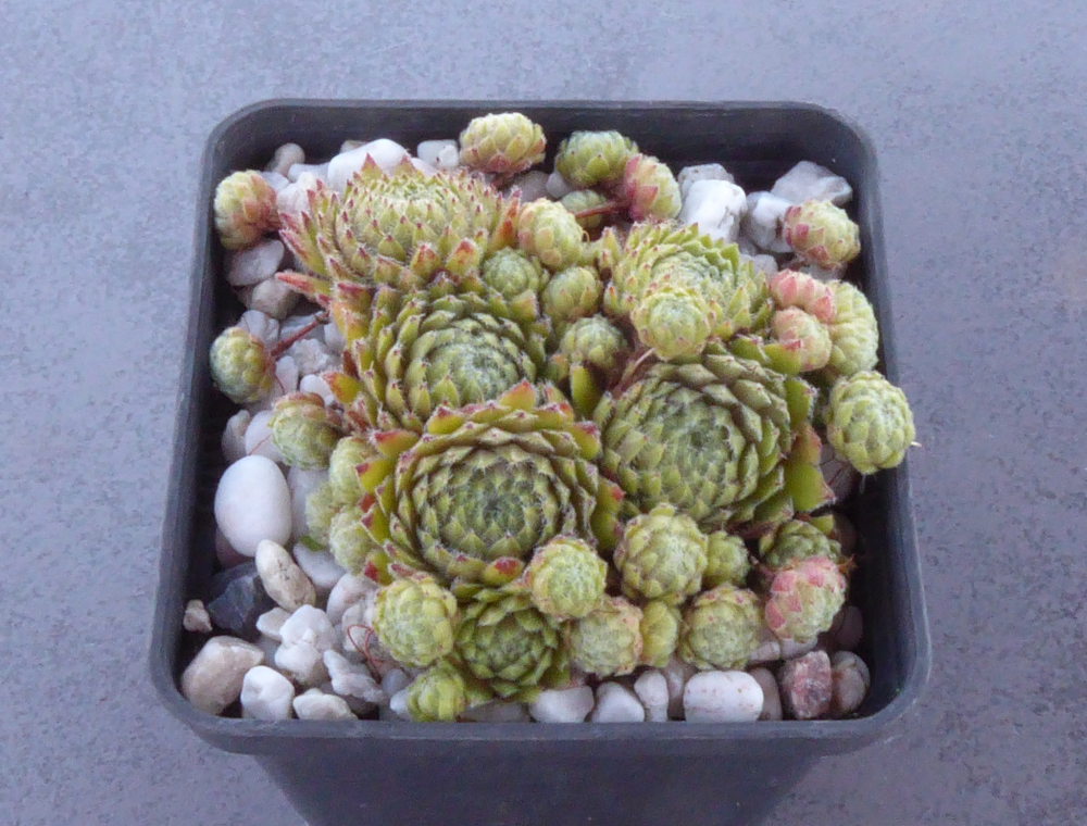 Kuschelmaus