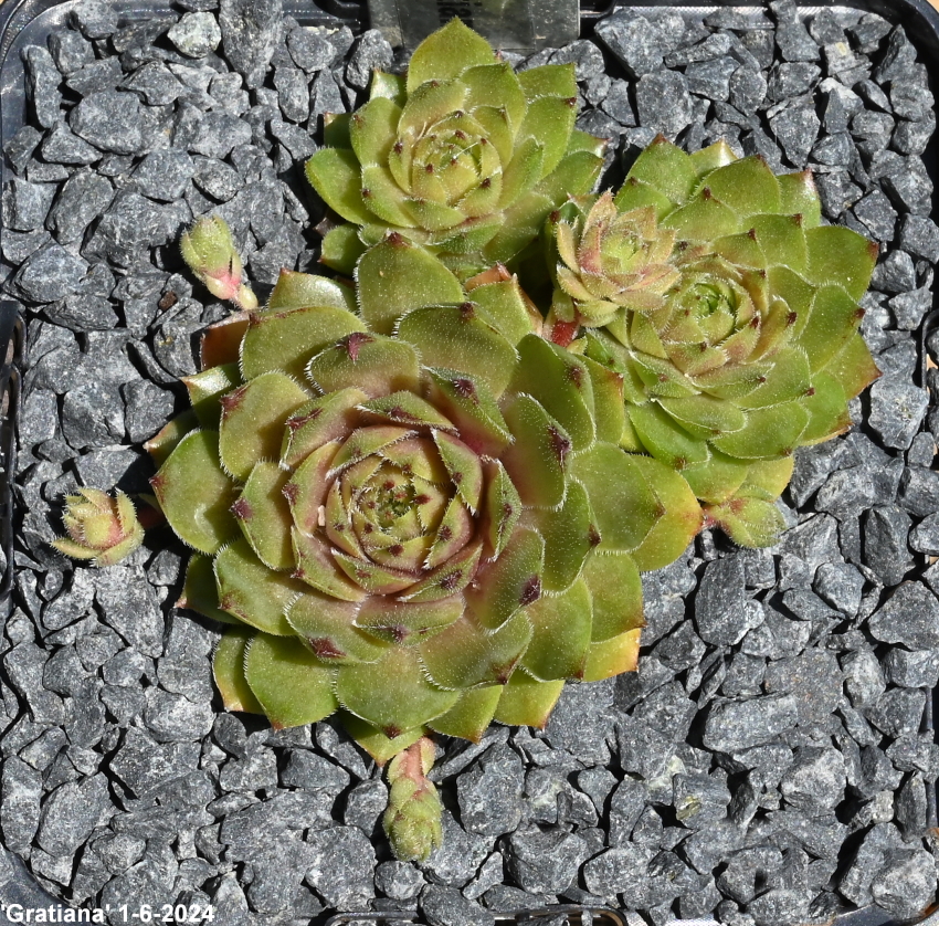 Gratiana