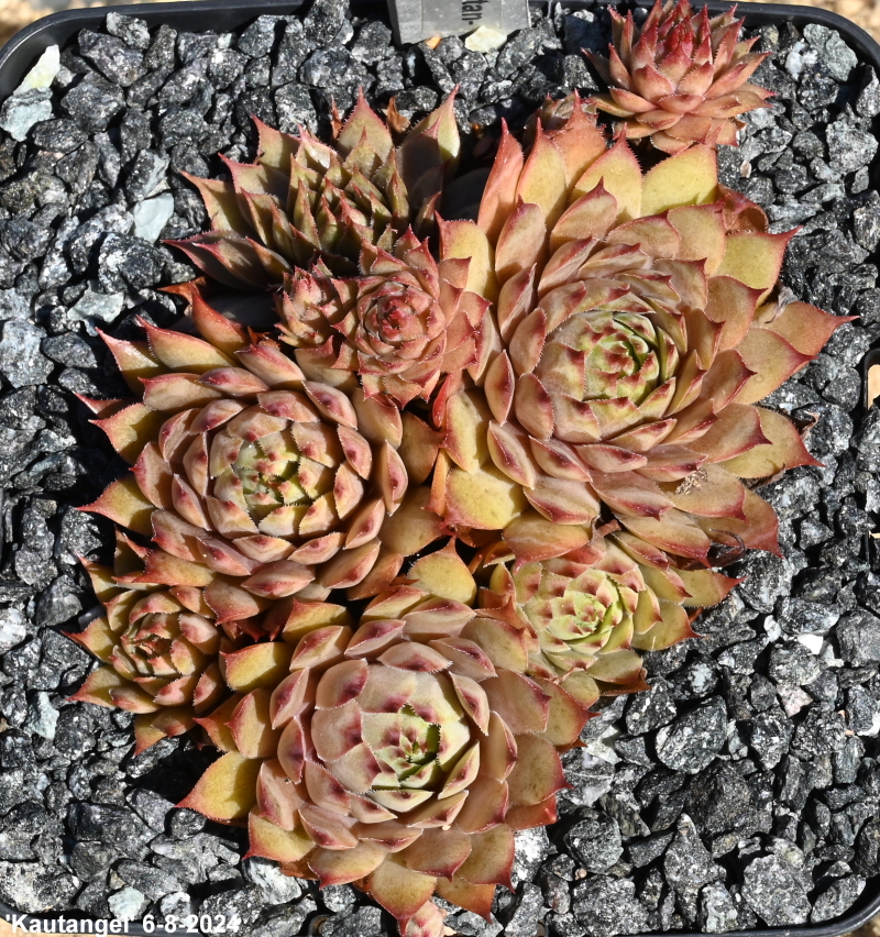 Kautangel