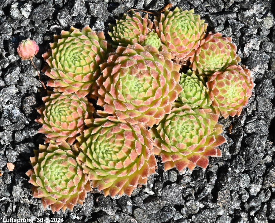 Luftsprung
