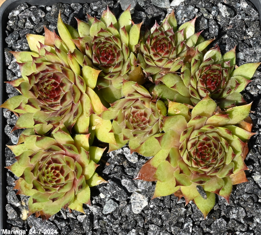 Maringa