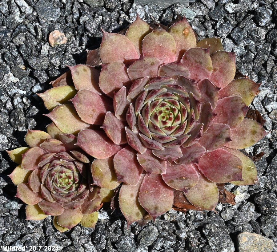 Mildred