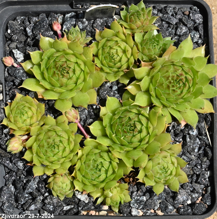 Zjivuraor