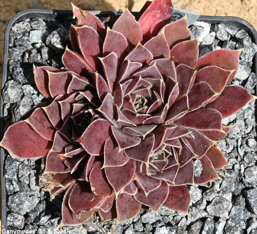 Ganymedes / Jovi