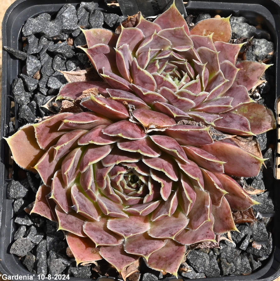 Gardenia / Jovi