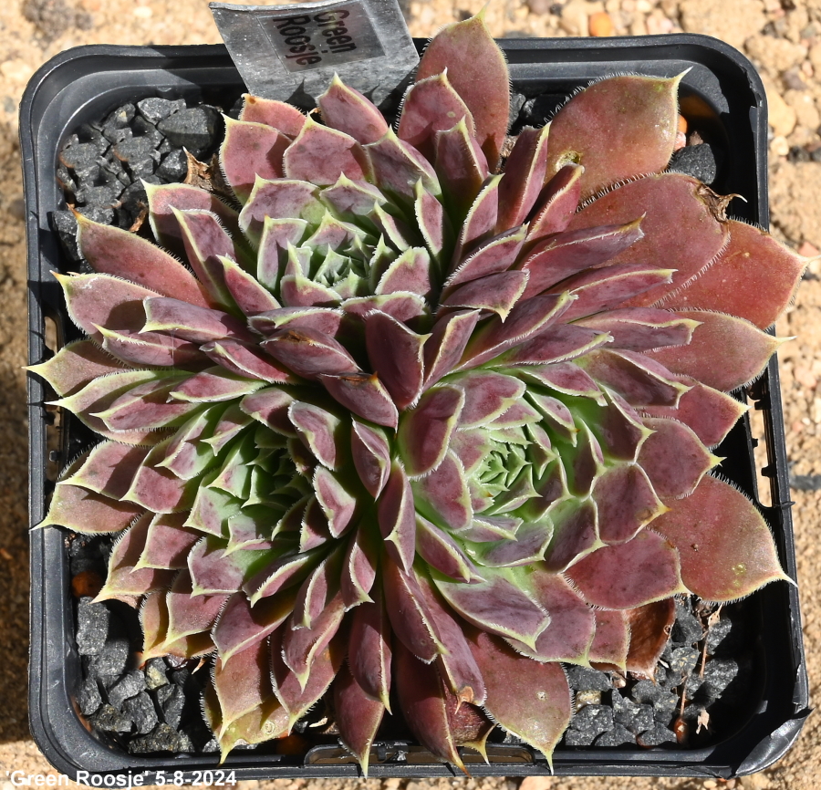 Green Roosje / Jovi