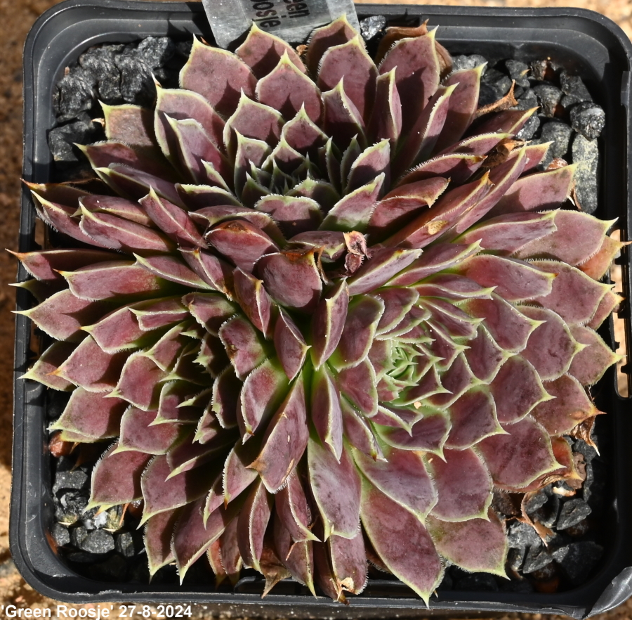 Green Roosje / Jovi