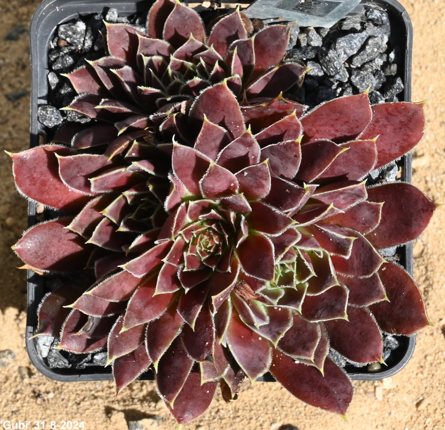 Gubi / Jovi