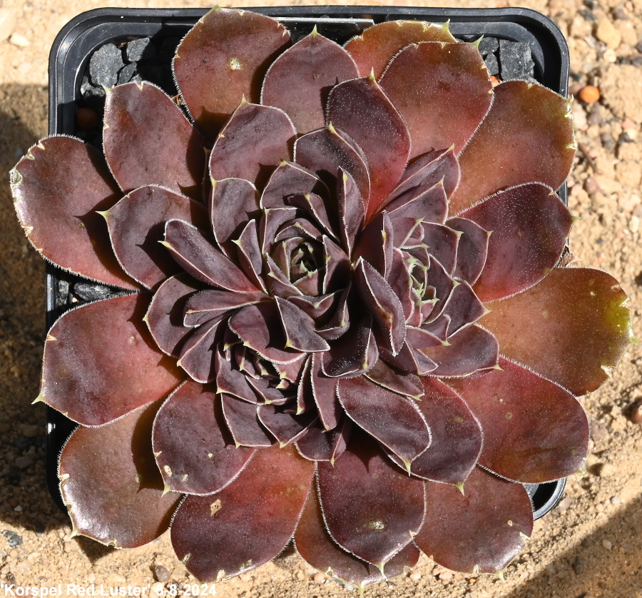 Korspel Red Luster / Jovi