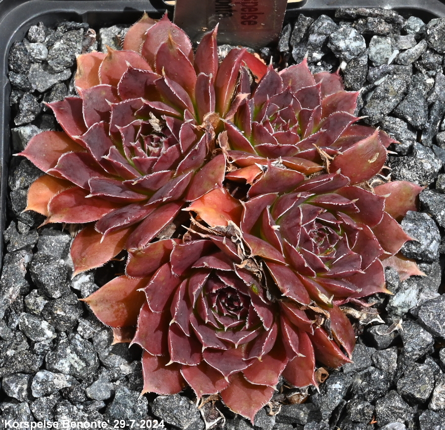 Korspelse Benonte / Jovi