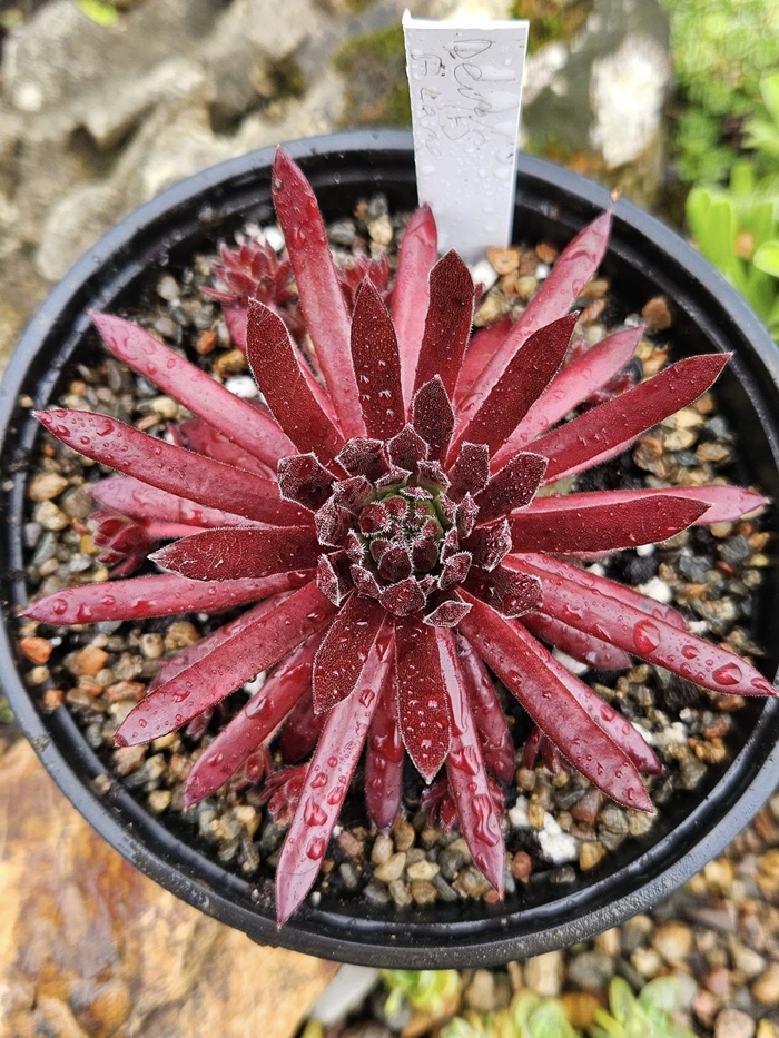 Devils Flame (NNG)