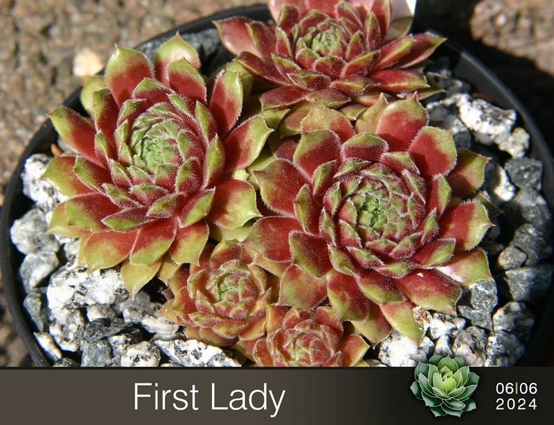 First Lady