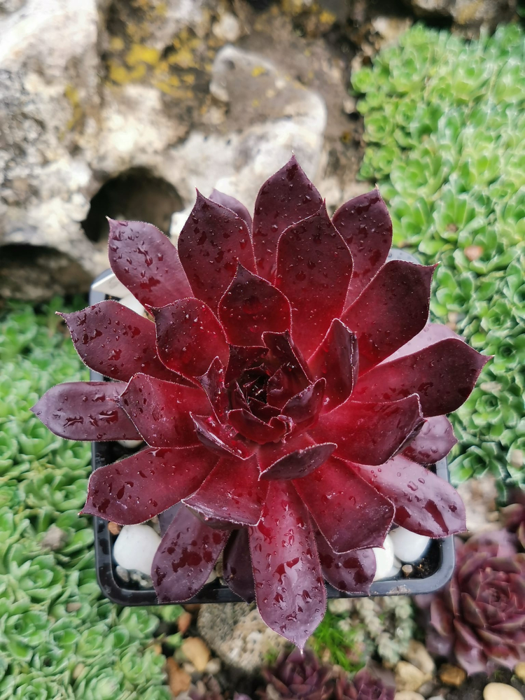 Furia (NNG)