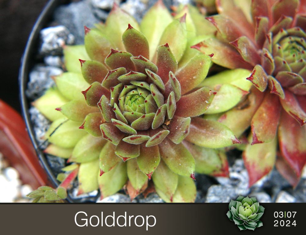 Golddrop