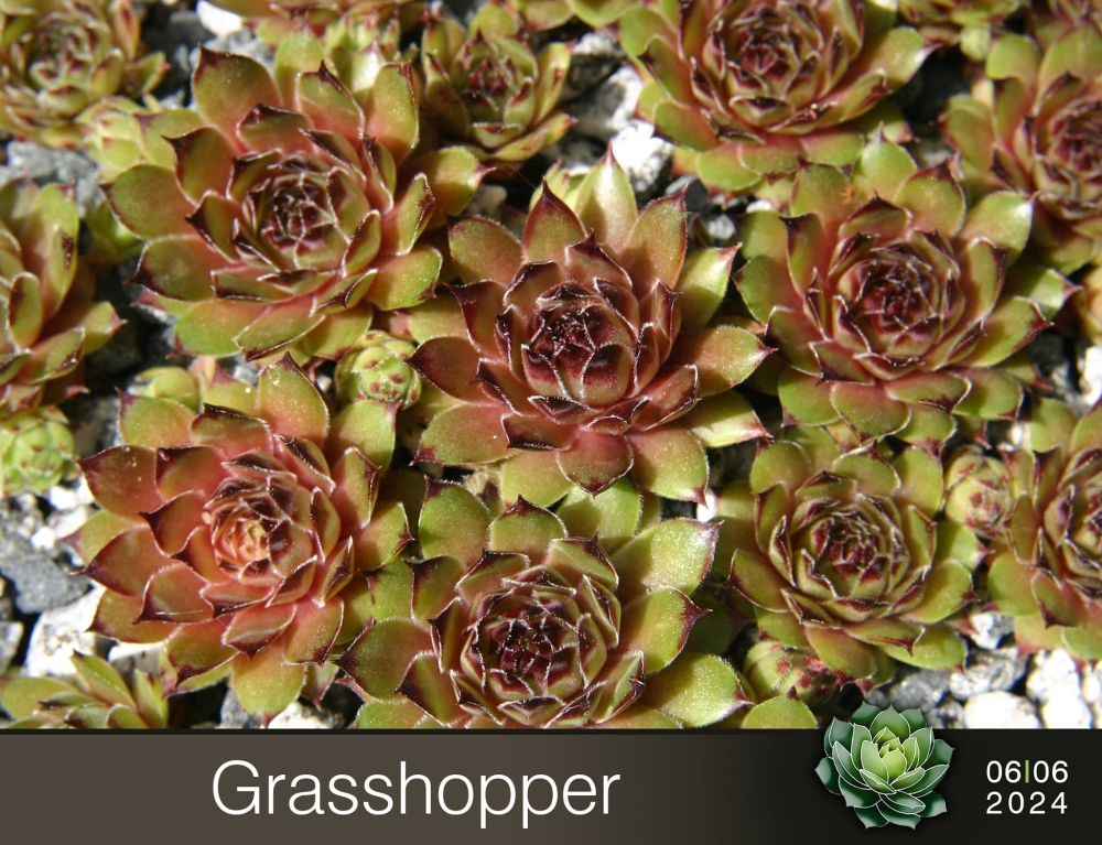 Grasshopper