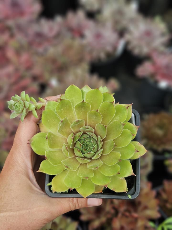 Lime Fresh (NNG)