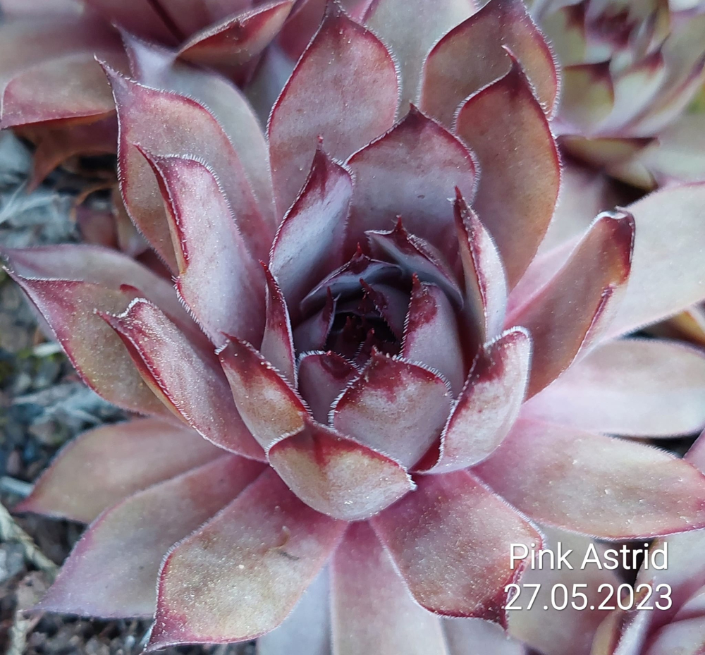Pink Astrid