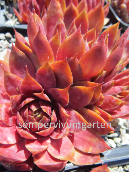 Waterlily ( II )