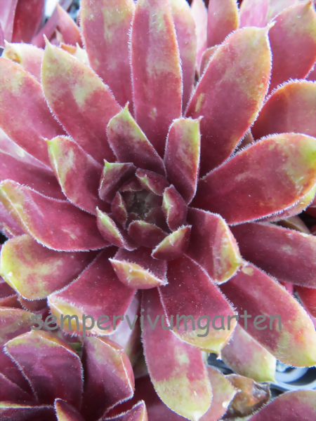 Winter Blush
