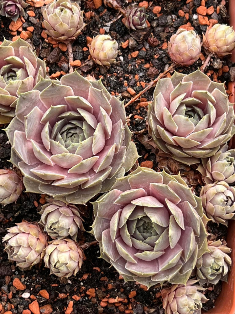 State Fair