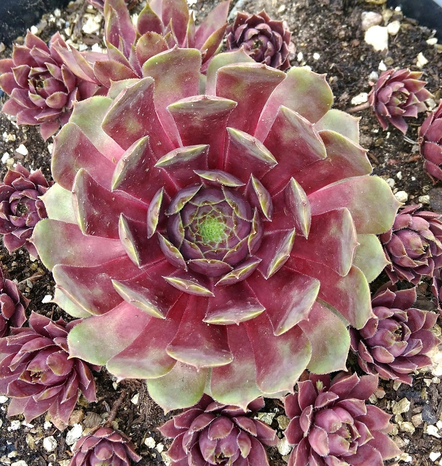 The eye of Sauron