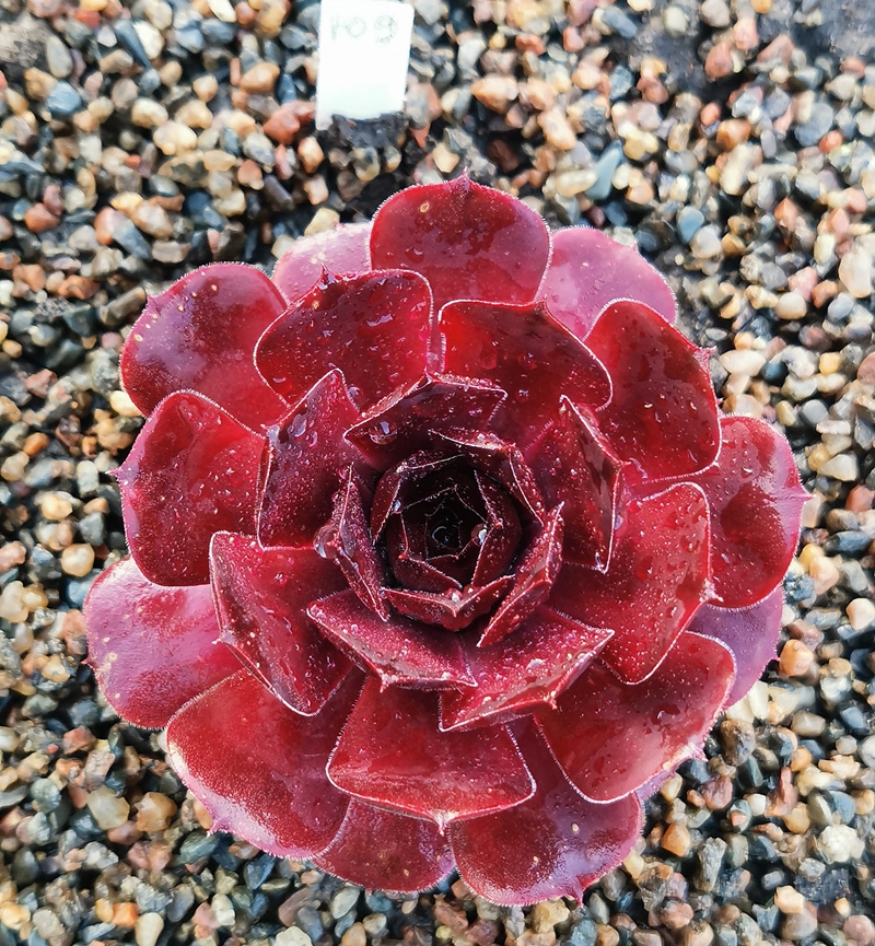 Vinetta (NNG)