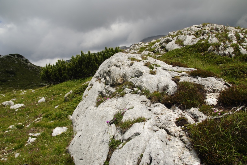 dolomiticum from Col de Ra Sciores