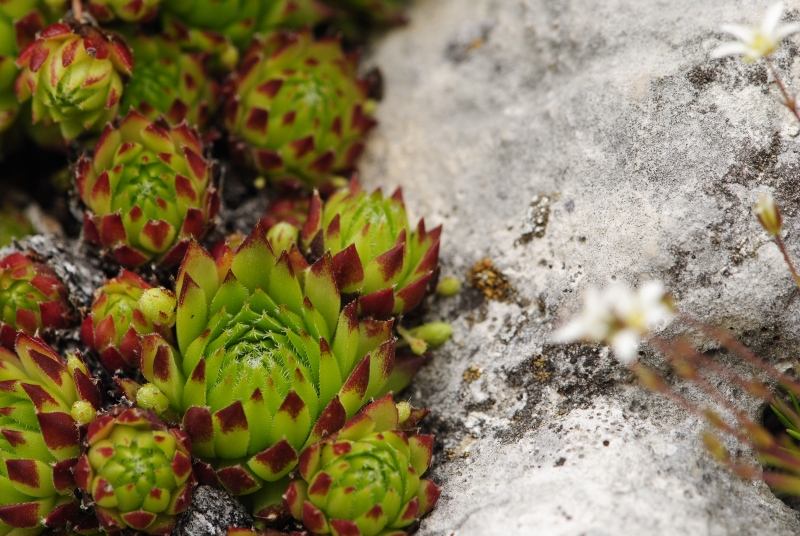 dolomiticum from Törl, Wegkreuzung