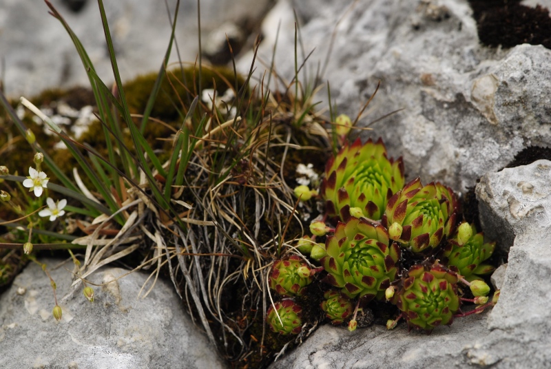 dolomiticum from Törl, Wegkreuzung