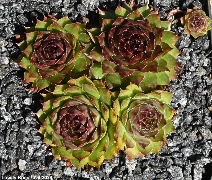 Lovely Roset