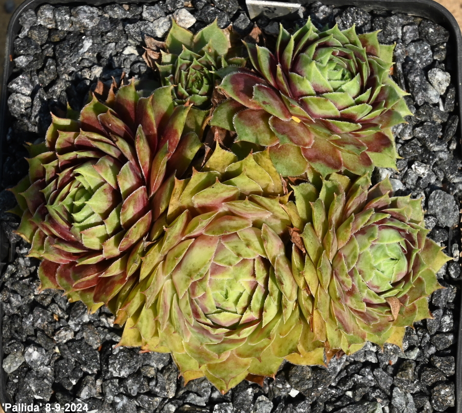 Pallida
