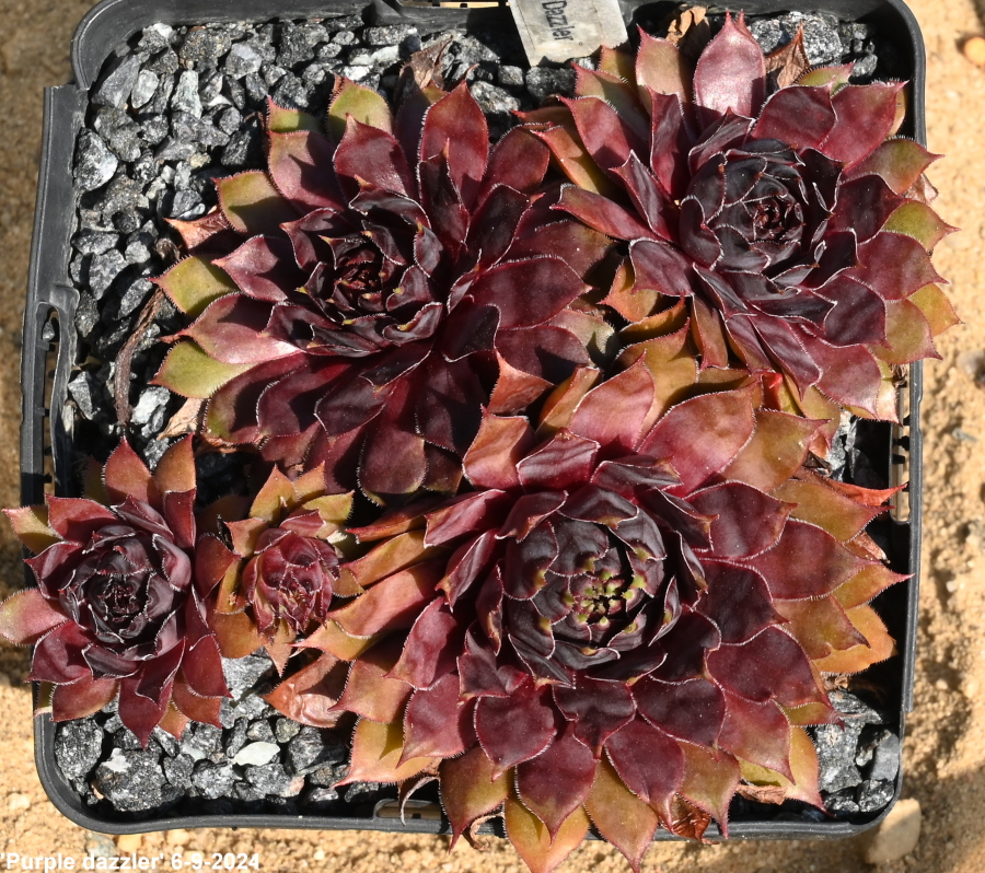 Purple Dazzler