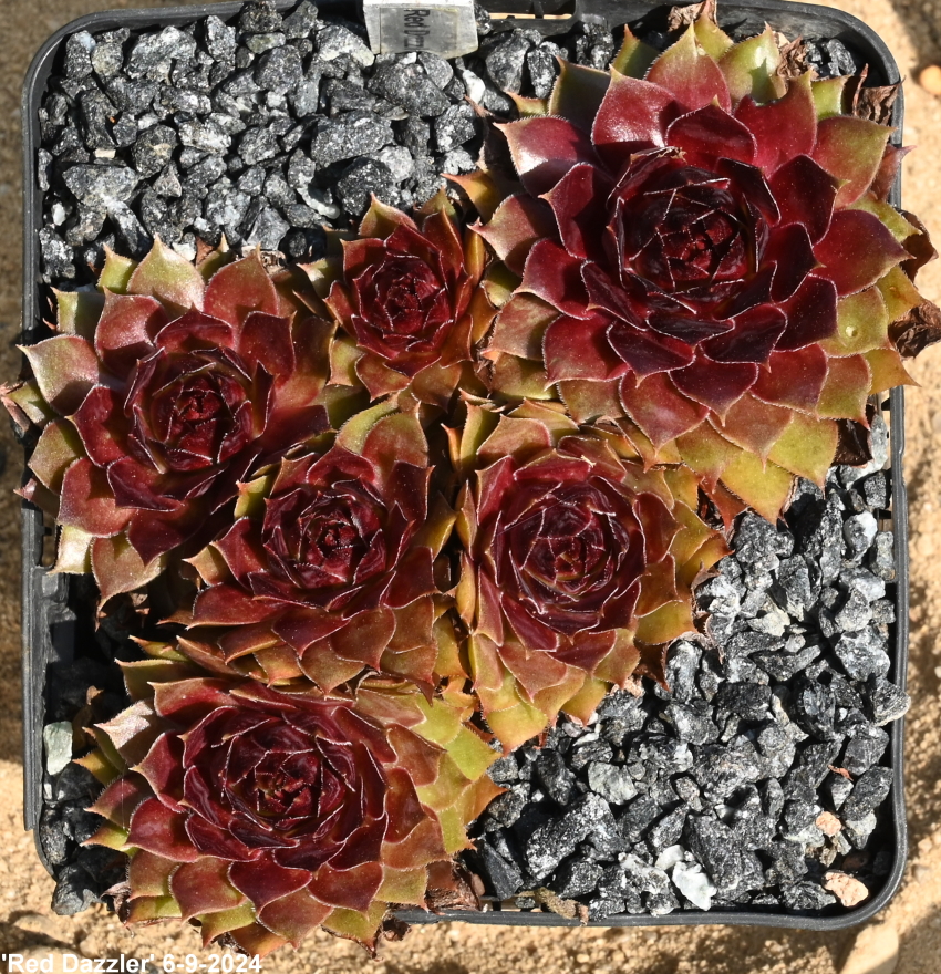Red Dazzler