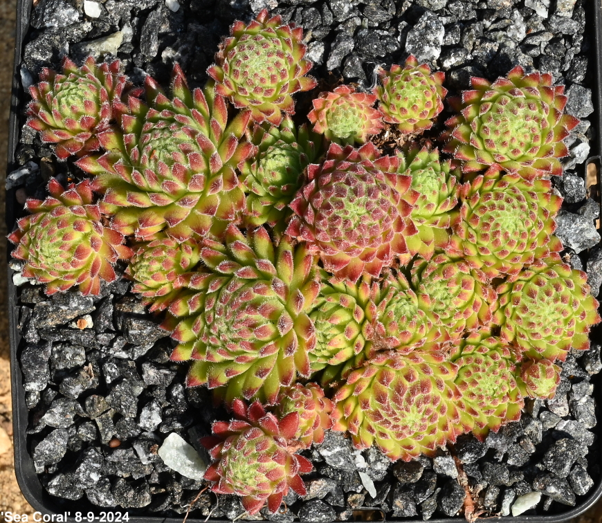 Sea Coral