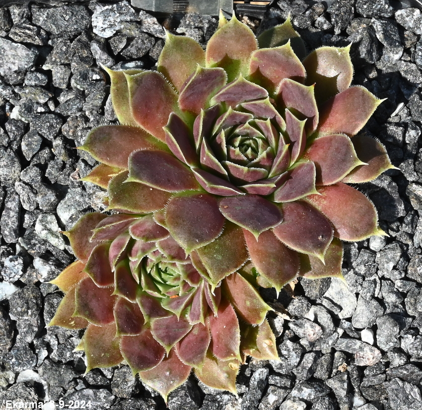 Ekarma / Jovi