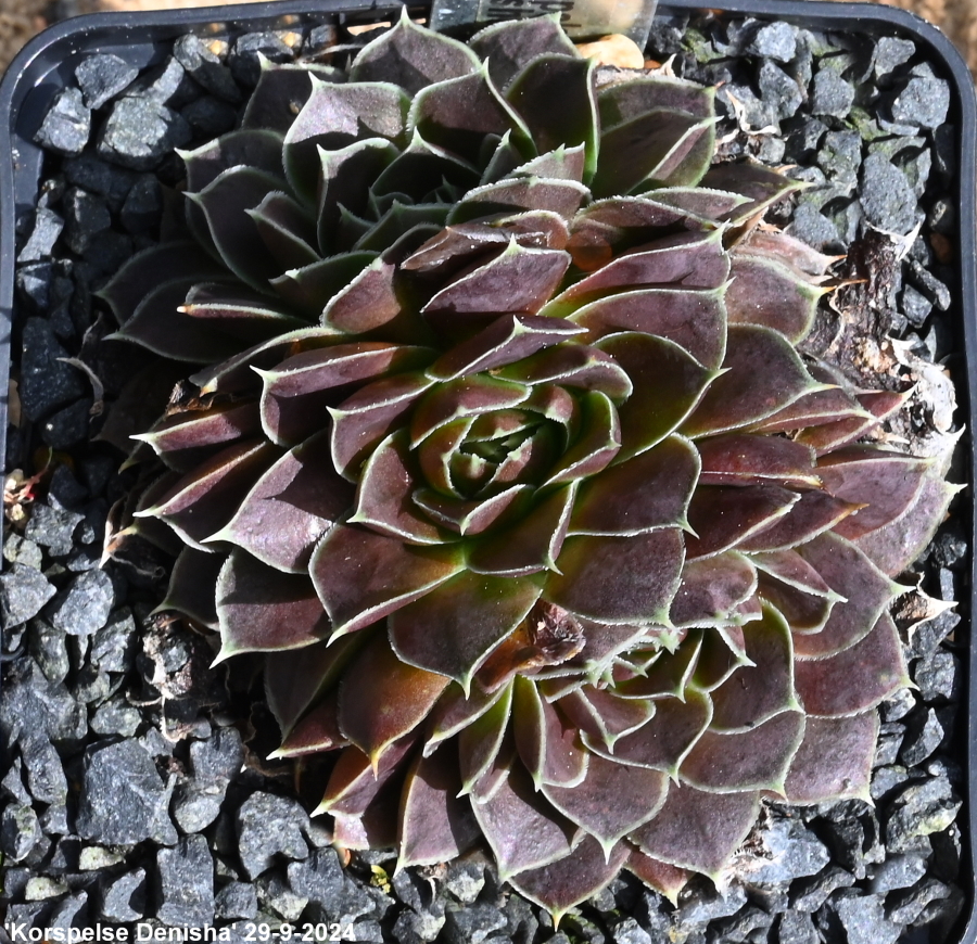 Korspelse Denisha / Jovi