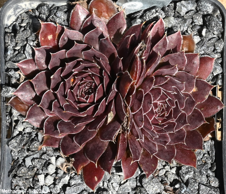 Methana / Jovi