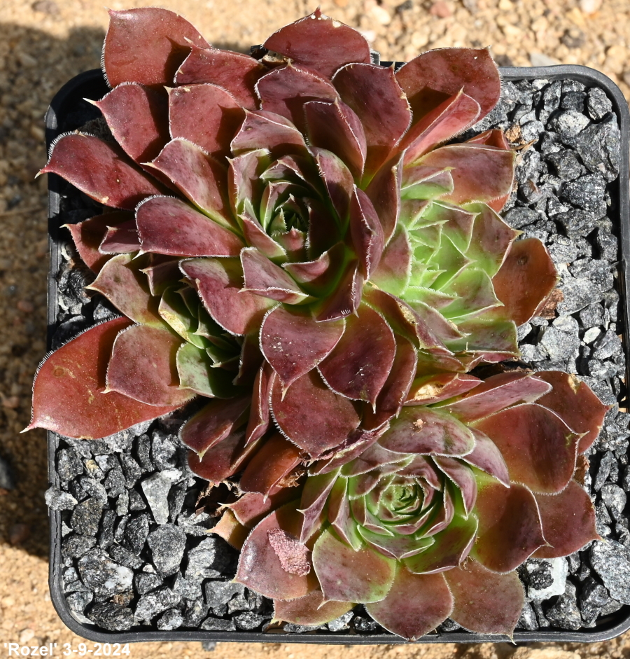 Rozel / Jovi