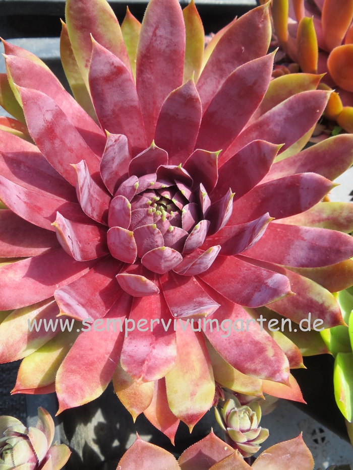Supersemps® Fire Quartz