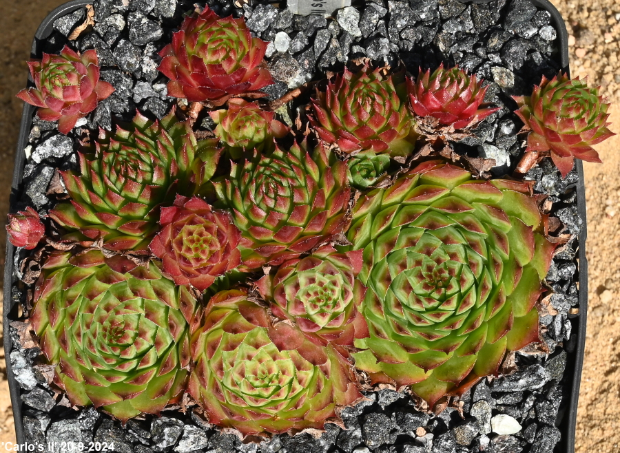 Carlo's II